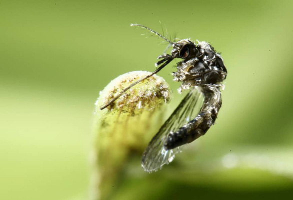 Mầm mống gây bệnh có thể được phát tán từ những vật chủ như muỗi- Ảnh REUTERS